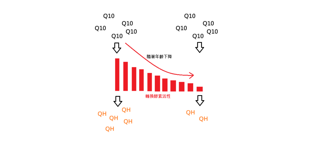 轉換酵素活性隨著年紀增長而下降